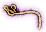 Ebola3